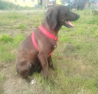 Chocolate Black Female - UKC Special , a female American Leopard Hound for sale in Granton, WI – 2 of 10