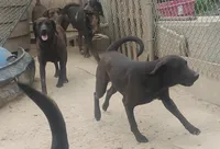 Black Male - UKC - Special $50, a male American Leopard Hound for sale in Granton, WI – 2 of 4