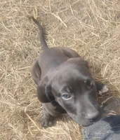 Johnny Cash , a male American Leopard Hound for sale in Granton, WI – 3 of 6
