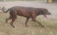 Chocolate Black Female - UKC Special , a female American Leopard Hound for sale in Granton, WI – 5 of 10