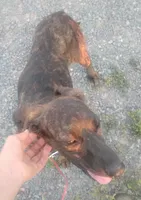 Brindle Female #1 UKC Special , a female American Leopard Hound for sale in Granton, WI – 3 of 6