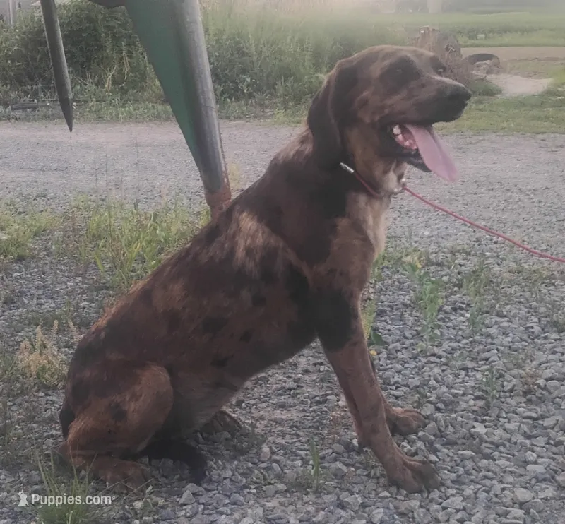 Marble- Chocolate Lep Female - UKC Special  – American Leopard Hound puppy for sale in Granton, WI