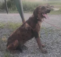 Marble- Chocolate Merle Female - UKC Special , a female American Leopard Hound for sale in Granton, WI – 1 of 6