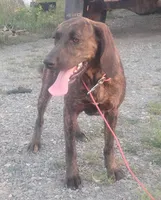 Brindle Female #1 UKC Special , a female American Leopard Hound for sale in Granton, WI – 1 of 6