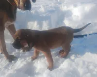BG's Chocolate Red Female puppy , a female American Leopard Hound for sale in Granton, WI – Photo 7 of 10