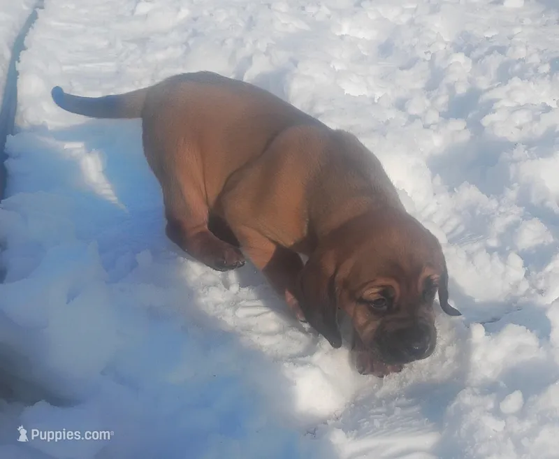 BG's Chocolate Red Female puppy  – American Leopard Hound puppy for sale in Granton, WI