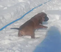 BG's Chocolate Red Female puppy , a female American Leopard Hound for sale in Granton, WI – Photo 5 of 10