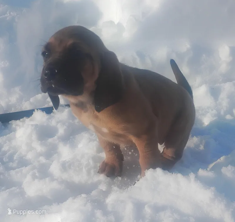BG's Chocolate Red Female puppy  – American Leopard Hound puppy for sale in Granton, WI