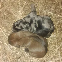 BG's Chocolate Red Female puppy , a female American Leopard Hound for sale in Granton, WI – Photo 10 of 10