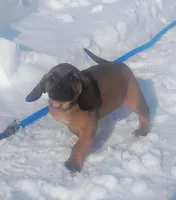 BG's Chocolate Red Female puppy , a female American Leopard Hound for sale in Granton, WI – Photo 4 of 10