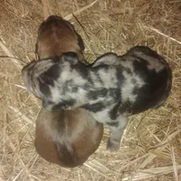 BG's Chocolate Red Female puppy , a female American Leopard Hound for sale in Granton, WI – Photo 9 of 10