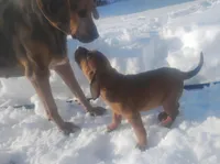 BG's Chocolate Red Female puppy , a female American Leopard Hound for sale in Granton, WI – Photo 8 of 10