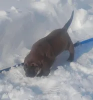 BG's Chocolate Red Female puppy , a female American Leopard Hound for sale in Granton, WI – Photo 3 of 10
