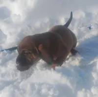 BG's Chocolate Red Female puppy , a female American Leopard Hound for sale in Granton, WI – Photo 6 of 10