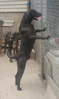 Black Male - UKC - Special $50, a male American Leopard Hound for sale in Granton, WI – 3 of 4