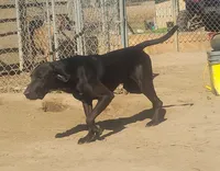 Black Male - UKC - Special, a male American Leopard Hound for sale in Granton, WI – 6 of 6