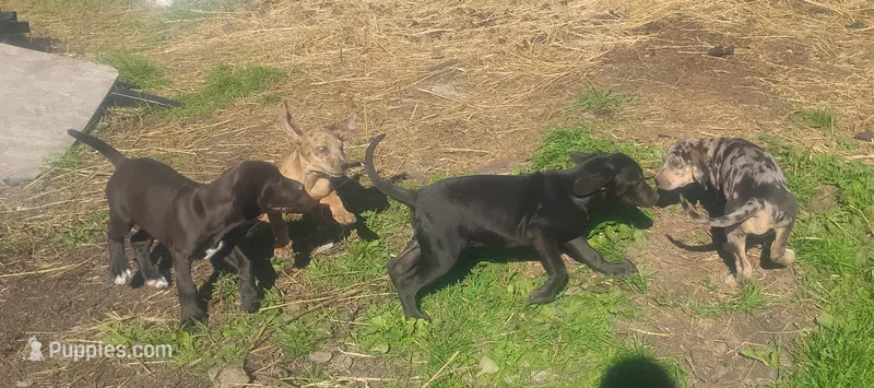 Ninja – American Leopard Hound puppy for sale in Granton, WI