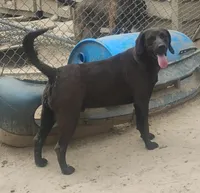 Harvey Black Male- UKC - Special $50, a male American Leopard Hound for sale in Granton, WI – 3 of 6