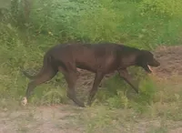 Chocolate Black Female - UKC Special , a female American Leopard Hound for sale in Granton, WI – 8 of 10
