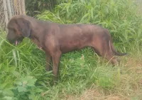Chocolate Black Female - UKC Special , a female American Leopard Hound for sale in Granton, WI – 9 of 10
