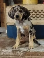 Bluebell, a female American Leopard Hound for sale in Granton, WI – 1 of 10