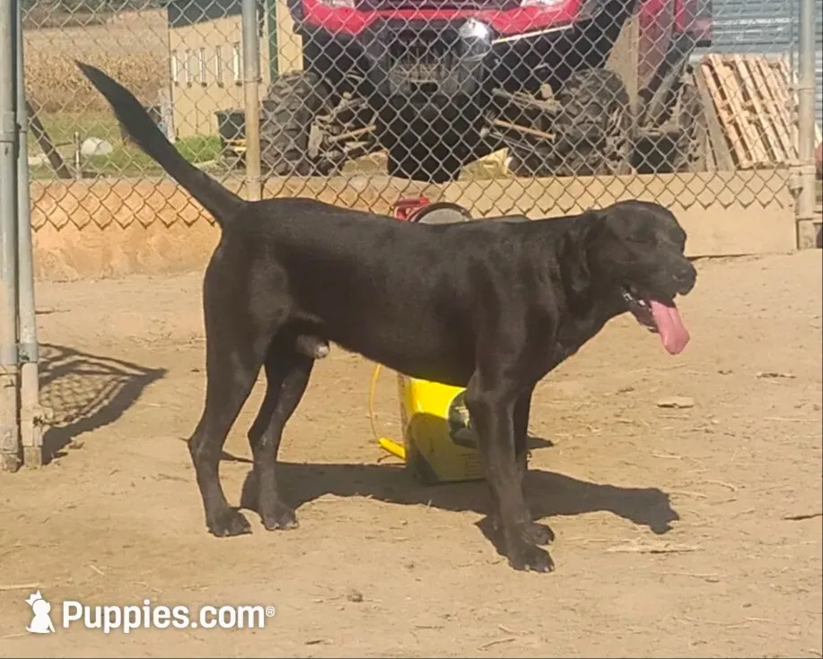 Harvey Black Male- UKC - Special, a male American Leopard Hound for sale in Granton, WI – 1 of 10