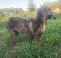 Marble- Chocolate Merle Female - UKC Special , a female American Leopard Hound for sale in Granton, WI – 5 of 6