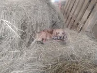 Pumpkin , a female American Leopard Hound for sale in Granton, WI – 5 of 10