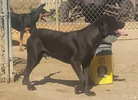 Harvey Black Male- UKC - Special, a male American Leopard Hound for sale in Granton, WI – 8 of 10