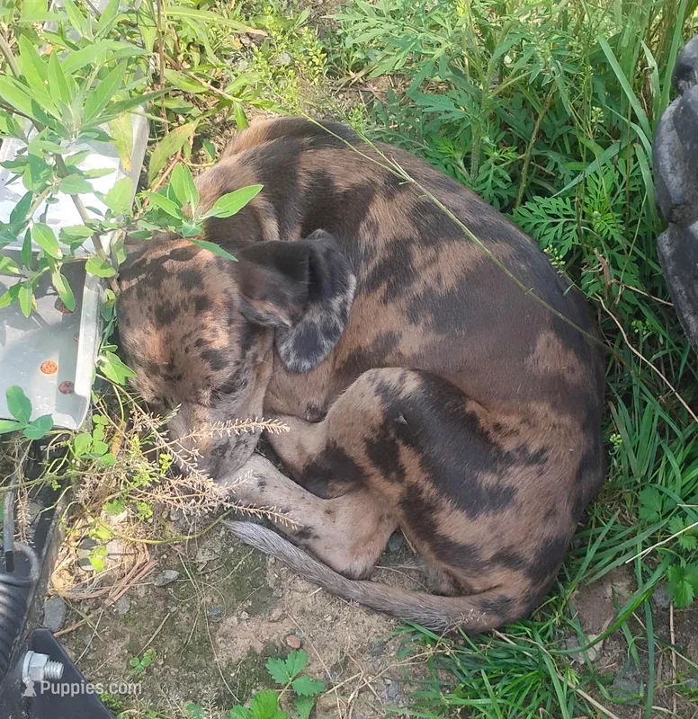 Marble- Chocolate Lep Female - UKC Special  – American Leopard Hound puppy for sale in Granton, WI