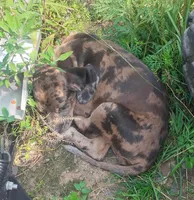 Marble- Chocolate Lep Female - UKC Special , a female American Leopard Hound for sale in Granton, WI – 1 of 1