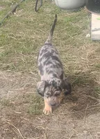 Bluebell, a female American Leopard Hound for sale in Granton, WI – 7 of 10