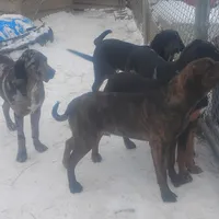 Brindle Male- Special $100, a male American Leopard Hound for sale in Granton, WI – Photo 4 of 4