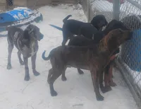 Brindle Male- Wknd Special $100, a male American Leopard Hound for sale in Granton, WI – Photo 3 of 4