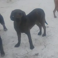 Brindle Male- Special $100, a male American Leopard Hound for sale in Granton, WI – Photo 3 of 4