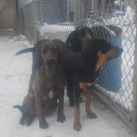 Brindle Male- Special $100, a male American Leopard Hound for sale in Granton, WI – Photo 2 of 4