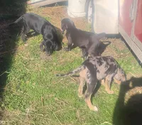 Bluebell, a female American Leopard Hound for sale in Granton, WI – 10 of 10