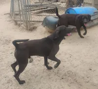 Black Male - UKC - Special $50, a male American Leopard Hound for sale in Granton, WI – 4 of 4