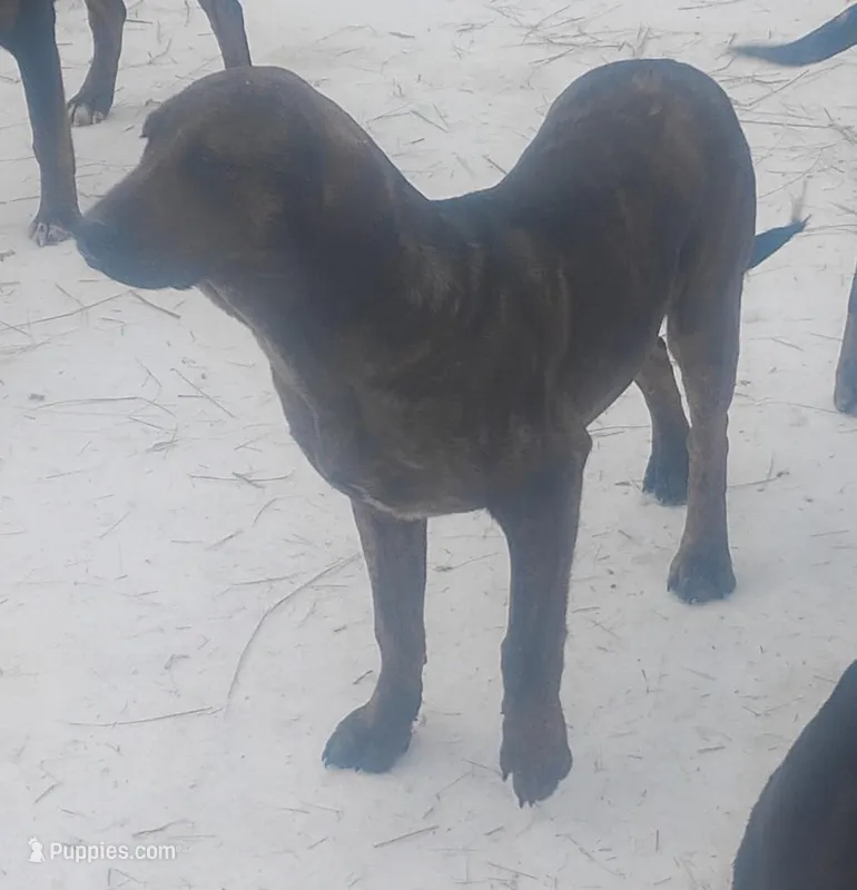 Harvey Brindle Female #2 -UKC Special  – American Leopard Hound puppy for sale in Granton, WI