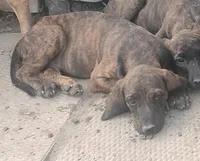 Harvey Brindle Female #2 -UKC Special , a female American Leopard Hound for sale in Granton, WI – Photo 2 of 2