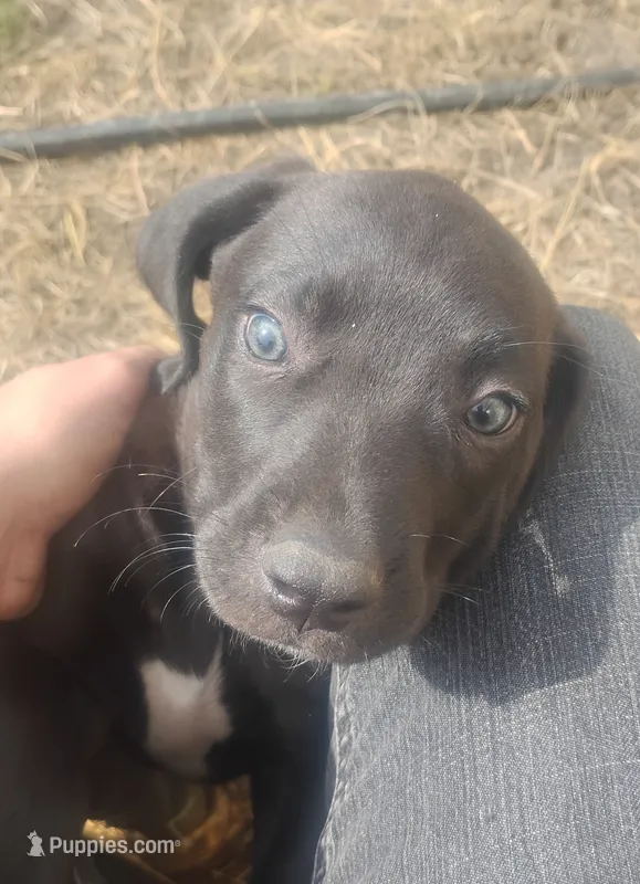 Johnny Cash  – American Leopard Hound puppy for sale in Granton, WI