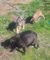 Bluebell, a female American Leopard Hound for sale in Granton, WI – 6 of 10