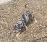 Bluebell, a female American Leopard Hound for sale in Granton, WI – 3 of 10