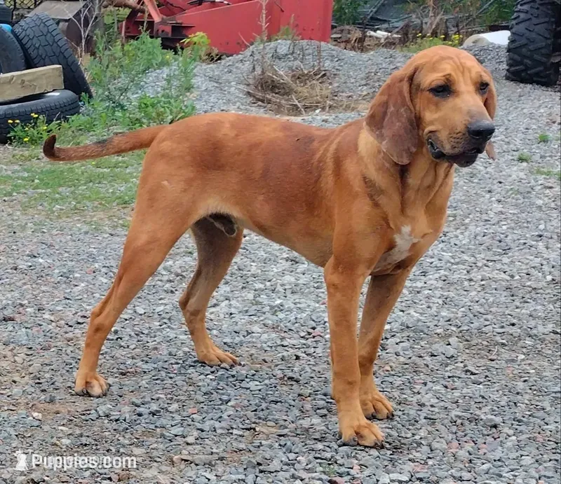 Redmon - UKC - Special – American Leopard Hound puppy for sale in Granton, WI