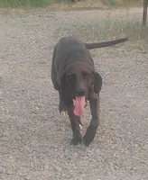 Chocolate Black Female - UKC Special , a female American Leopard Hound for sale in Granton, WI – 3 of 10