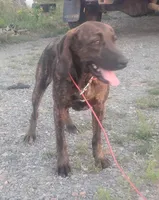 Brindle Female #1 UKC Special , a female American Leopard Hound for sale in Granton, WI – 2 of 6