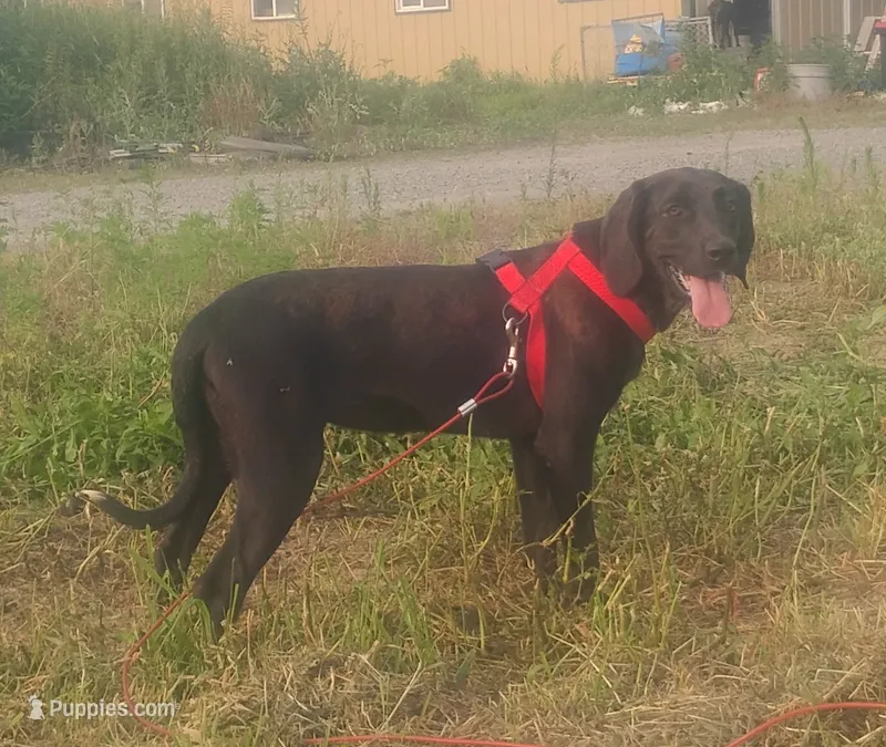 Harvey Black Female - UKC Special – American Leopard Hound puppy for sale in Granton, WI