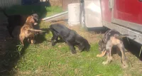 Ninja, a male American Leopard Hound for sale in Granton, WI – 7 of 7
