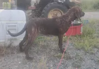 Brindle Female #1 UKC Special , a female American Leopard Hound for sale in Granton, WI – 6 of 6