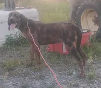 Marble- Chocolate Merle Female - UKC Special , a female American Leopard Hound for sale in Granton, WI – 3 of 6